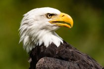 Portrait of a bald eagle, Vancouver Island, British Columbia, Canada — Stock Photo