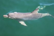 Close-up de um golfinho nadando no oceano, Mandurah, Austrália Ocidental, Austrália — Fotografia de Stock