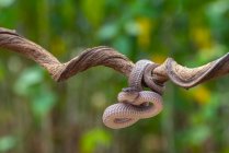 Mangrove pit viper on a branch, Indonesia — Stock Photo