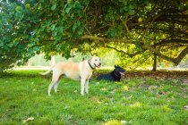 Labrador retriever e cane pastore tedesco sotto un albero, Stati Uniti — Foto stock