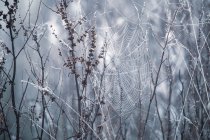 Nahaufnahme eines Spinnennetzes im Morgenfrost, Berkshire, England, Großbritannien — Stockfoto