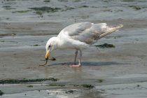 Gabbiano in cerca di cibo sulla spiaggia, Columbia Britannica, Canada — Foto stock