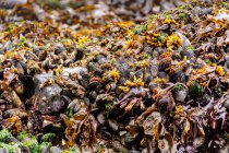 Крупный план мидий, растущих на скалах, Мистик Бич, остров Ванкувер, Британская Колумбия — стоковое фото