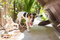 Jack Russell in a garden, United States — Stock Photo