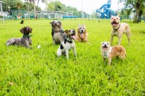 Seis perros en un parque de perros, Estados Unidos - foto de stock