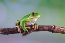 Australian white tree frog on a branch, Indonesia — Stock Photo