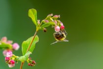 Пчела на цветке, остров Ванкувер, Британская Колумбия, Канада — стоковое фото