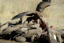 Vultures feeding on the carcass of a dead baby elephant, Moremi National Park, Botswana — Stock Photo