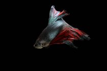 Bonito colorido Betta peixes nadando em aquário no fundo escuro, vista de perto — Fotografia de Stock