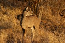 Retrato de un Kudu, Reserva de caza de Madikwe, Sudáfrica - foto de stock