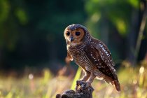 Portrait of an owl sitting on a branch, Indonesia — Stock Photo