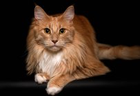 Портрет кота-купола — стокове фото