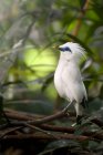 Beautiful colorful Bali Myna bird on branch at sunny day, Indonesia — Stock Photo