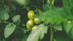 Green tomatoes growing in garden, England, United Kingdom — Stock Photo