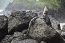 Two iguanas on rocks at the beach, Costa Rica — Stock Photo