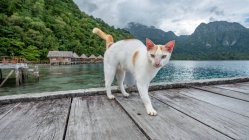 Gato em um cais de madeira, Ora Beach, Seram, Ilhas Maluku, Indonésia — Fotografia de Stock