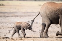 Elephant cow and her polf walking in the bush, Sudafrica — Foto stock