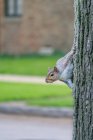 Ardilla gris trepando a un árbol, Estados Unidos - foto de stock