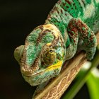 Close-up of a chameleon, Canada — Stock Photo