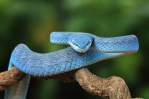 Primer plano de una serpiente víbora azul (Trimeresurus Insularis) en una rama, Indonesia - foto de stock
