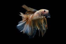 Красивая красочная рыба Бетта плавание в аквариуме на темном фоне, близкий вид — стоковое фото