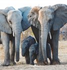 Zwei Elefanten mit Elefantenjungen, Etosha Nationalpark, Namibia — Stockfoto