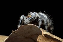 Gros plan d'une araignée sauteuse, Indonésie — Photo de stock