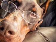 Primer plano de un Doberman acostado en un sofá con gafas - foto de stock