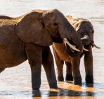 Zwei afrikanische Elefanten stehen in einem Fluss und trinken Wasser, Samburu National Reserve, Kenia — Stockfoto
