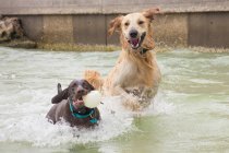 Two dogs playing in the ocean, United States — Stock Photo