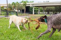 Labrador retriever and German shorthaired pointer having a tug of war, United States — Stock Photo
