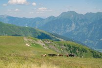 Caballos salvajes en los Alpes austríacos, Salzburgo, Austria - foto de stock