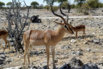 Impala de rosto preto, Parque Nacional de Etosha, Namíbia — Fotografia de Stock