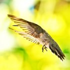 Colibrì in volo, Vancouver, Columbia Britannica, Canada — Foto stock