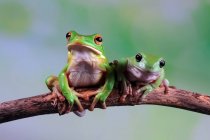 Australian white tree frog and dumpy tree frog on a branch, Indonesia — Stock Photo