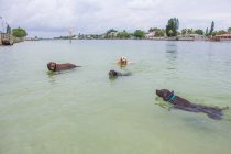 Четыре собаки, плавающие в океане, США — стоковое фото