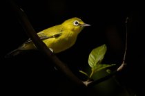 Beautiful colorful White-eyes bird on branch at sunny day, Indonesia — Stock Photo