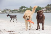 Три собаки играют на пляже, США — стоковое фото