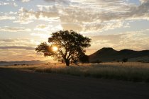 Silhouette di un albero nel deserto al tramonto, Namibia — Foto stock