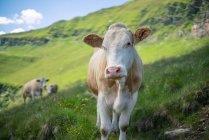 Корова стоїть в Австрійських Альпах, Гаштейн, Зальцбург, Австрія. — стокове фото