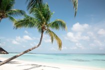 Palmera en una playa tropical, Maldivas - foto de stock