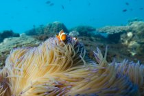 Скрывающаяся в коралловом рифе рыба клофелин, Большой Барьерный риф, Квинсленд, Австралия — стоковое фото