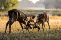 Dos ciervos peleando, Bushy Park, Richmond upon Thames, Estados Unidos - foto de stock