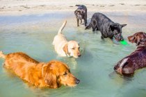 Fünf Hunde spielen mit Plastikspielzeug im Ozean, USA — Stockfoto