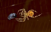 Orb Weaver Spider Capturing Horsefly, Arizona, Stati Uniti — Foto stock