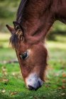 Primo piano di un cavallo al pascolo in un campo, Parco Naturale Urkiola, Durango Vizcaya, Paesi Baschi, Spagna — Foto stock