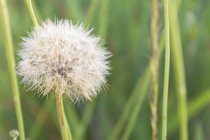 Крупним планом кульбаба росте в траві в літній день — стокове фото