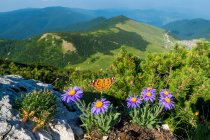 Mariposa sobre flores de montaña alpinas, Krstac, Bosnia y Herzegovina - foto de stock