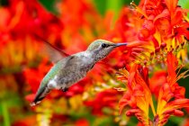 Close-up de um beija-flor pairando por flor, Canadá — Fotografia de Stock