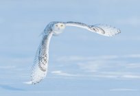 Coruja nevada em voo, Quebec, Canadá — Fotografia de Stock